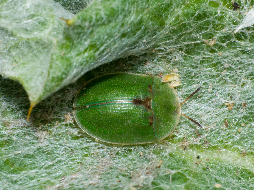 Cassida rubiginosa - lapos pajzsbogár Cassida rubiginosa - lapos pajzsbogár