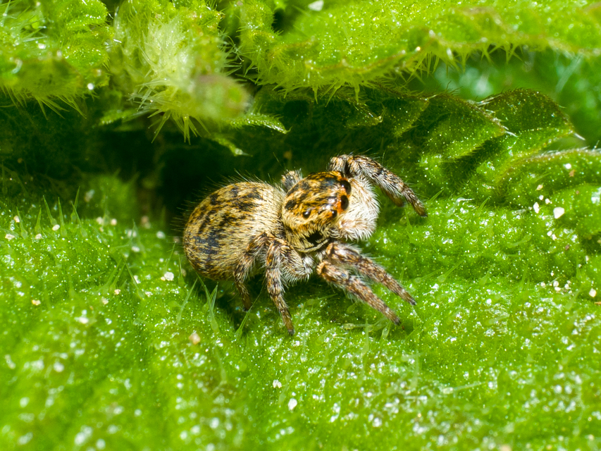 Carrhotus xanthogramma - rozsdás ugrópók