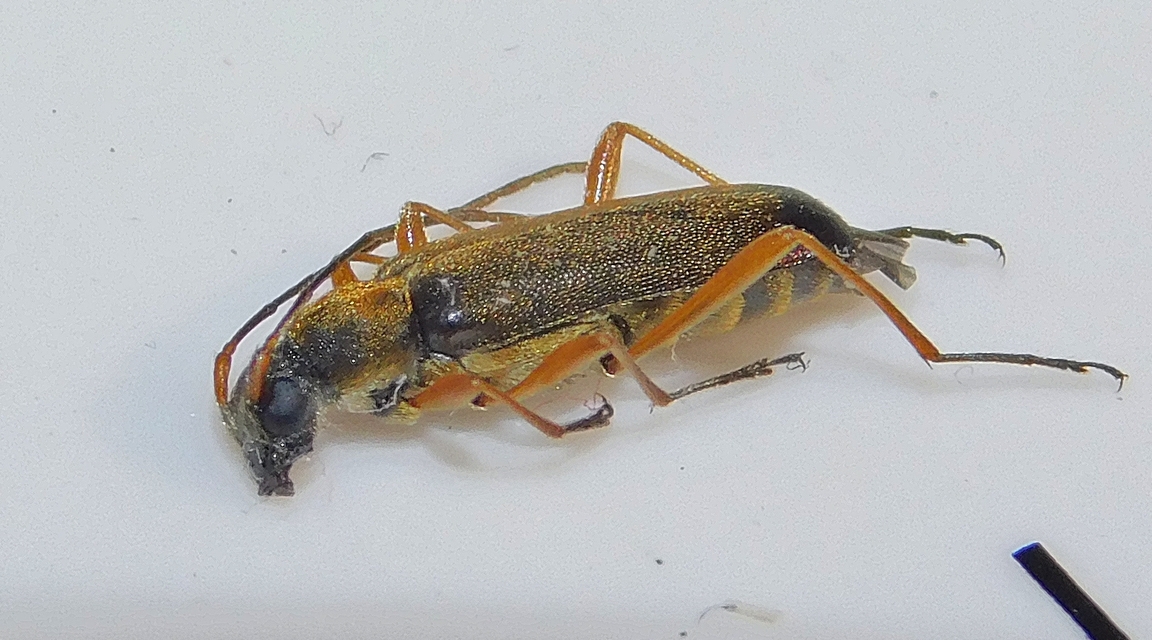 Grammoptera ustulata - aranyszőrű galagonyacincér Grammoptera ustulata - aranyszőrű galagonyacincér