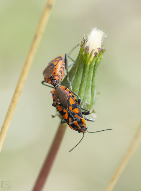 Spilostethus saxatilis - virágbodobács