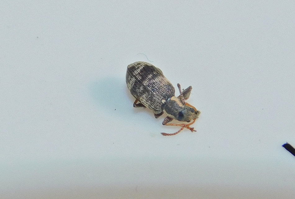 Oedecnemidius varius - tarka tölgyormányos