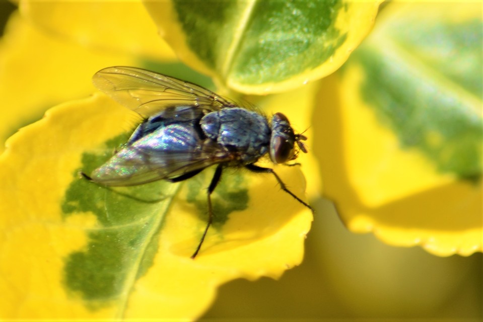 Calliphora