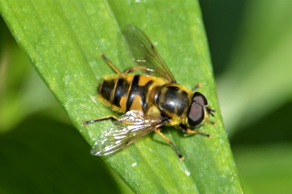 Myathropa florea - halálfejes odúlégy