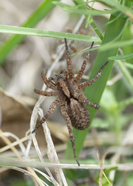 Alopecosa sulzeri