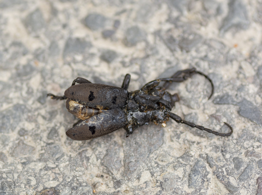 Herophila tristis - selymes alkonycincér