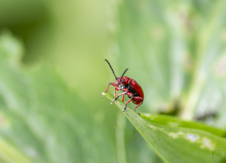 Lilioceris merdigera - hagymabogár