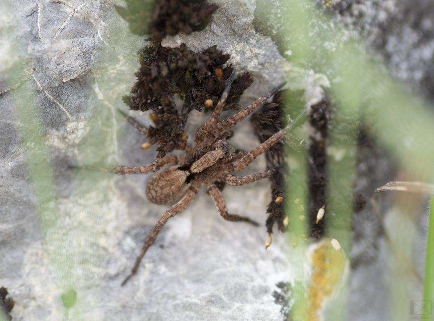 Alopecosa sulzeri