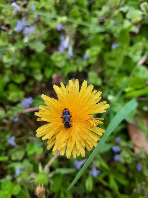 Trichodes favarius - hatfoltos méhészbogár Trichodes favarius - hatfoltos méhészbogár