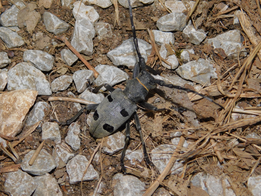 Morimus asper funereus - gyászcincér