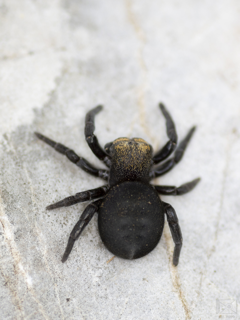 Eresus moravicus - sárgafejű bikapók Eresus moravicus - sárgafejű bikapók
