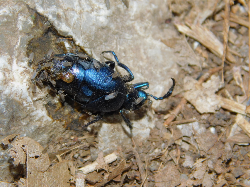 Meloe violaceus - kék nünüke