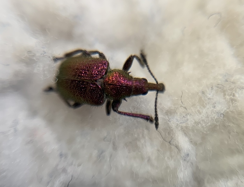 Rhynchites auratus - aranyos eszelény Rhynchites auratus - aranyos eszelény
