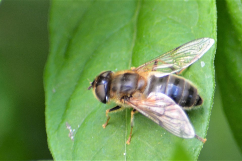 Eristalis pertinax - sárgalábfejű herelégy