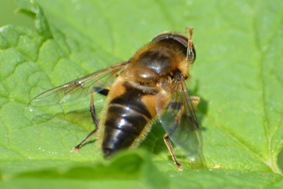 Eristalis pertinax - sárgalábfejű herelégy