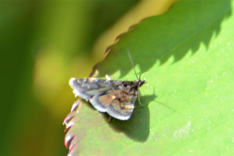 Heliothela wulfeniana - fényes kormosmoly