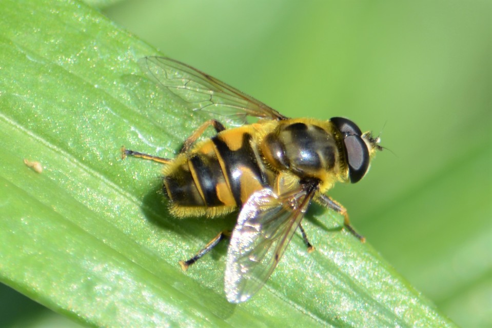 Myathropa florea - halálfejes odúlégy