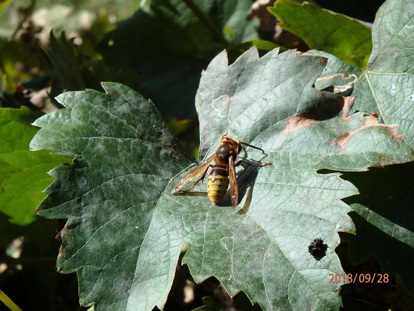 Vespa crabro - lódarázs