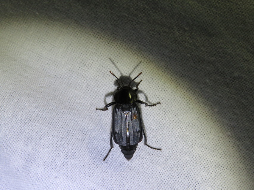 Necrodes littoralis - nagy dögbogár