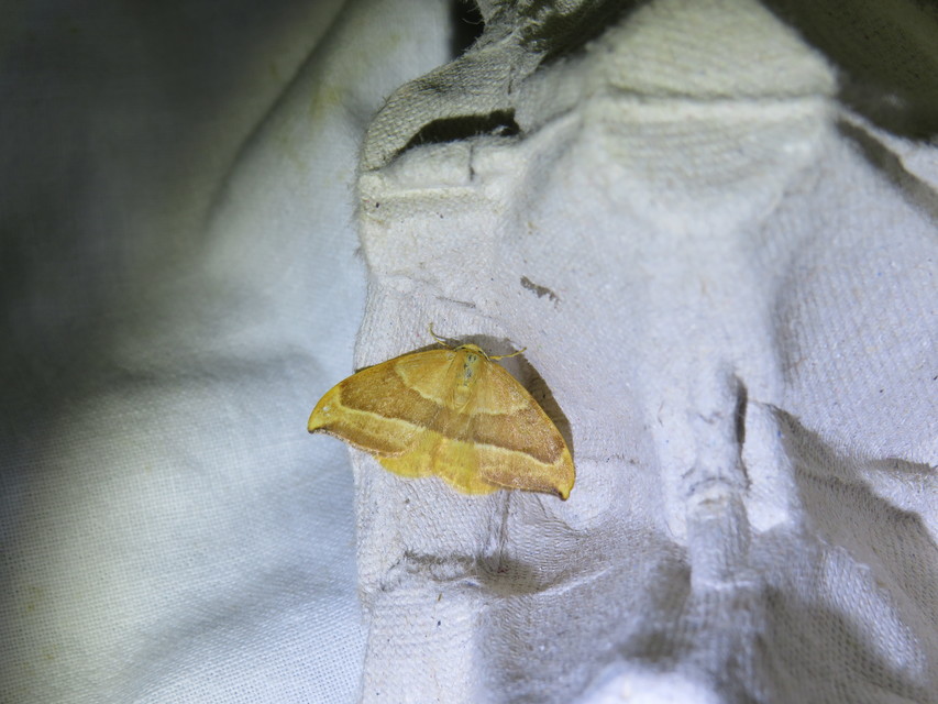 Watsonalla cultraria - bükkfa-sarlósszövő