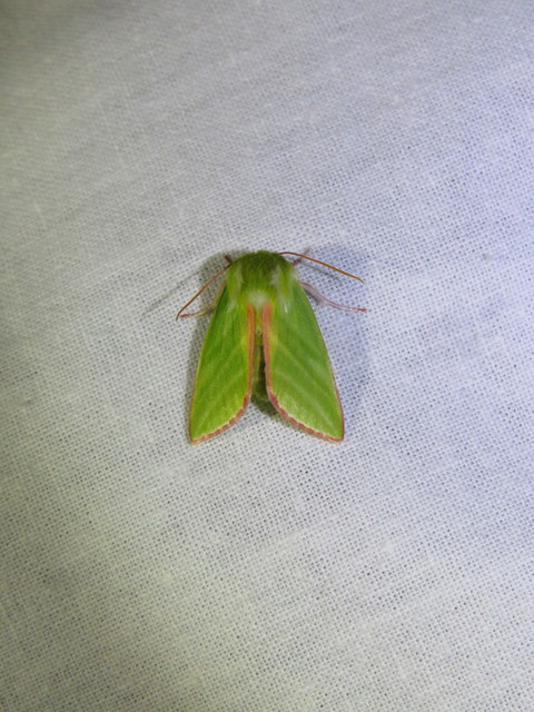 Pseudoips prasinana - bükkfa-zöldbagoly