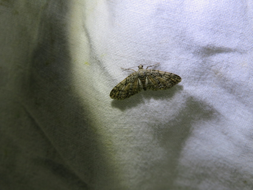 Eupithecia dodoneata - tölgy-törpearaszoló