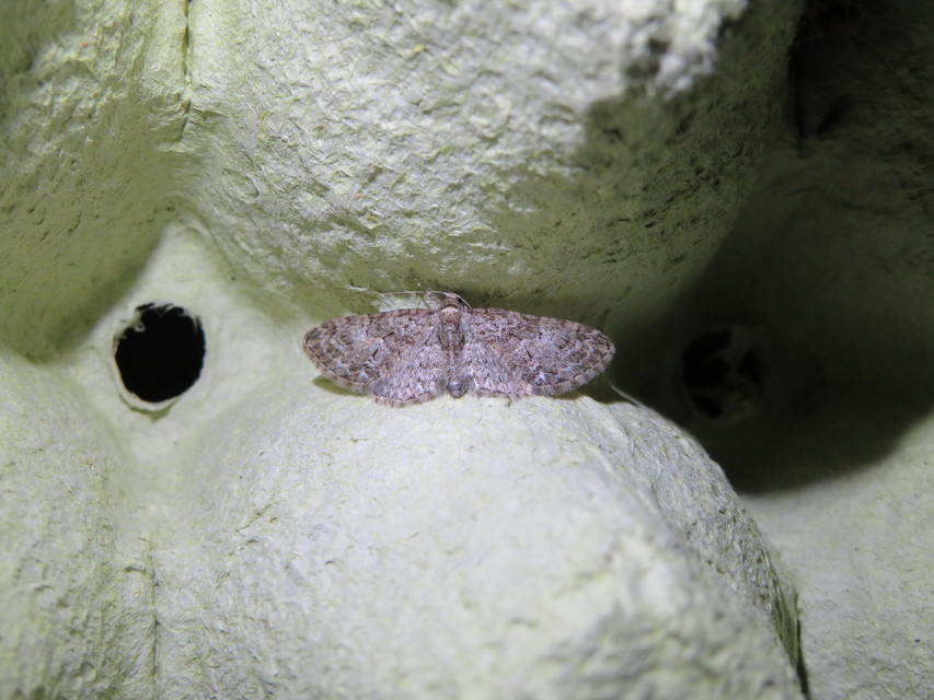 Eupithecia abbreviata - korai törpearaszoló