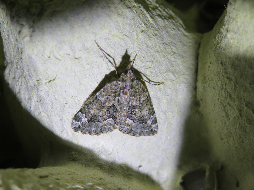Chloroclysta siterata - salátazöld araszoló
