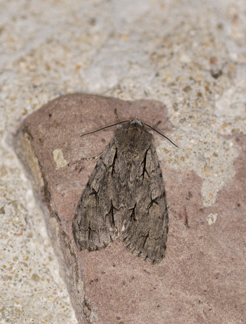 Acronicta cuspis/tridens/psi