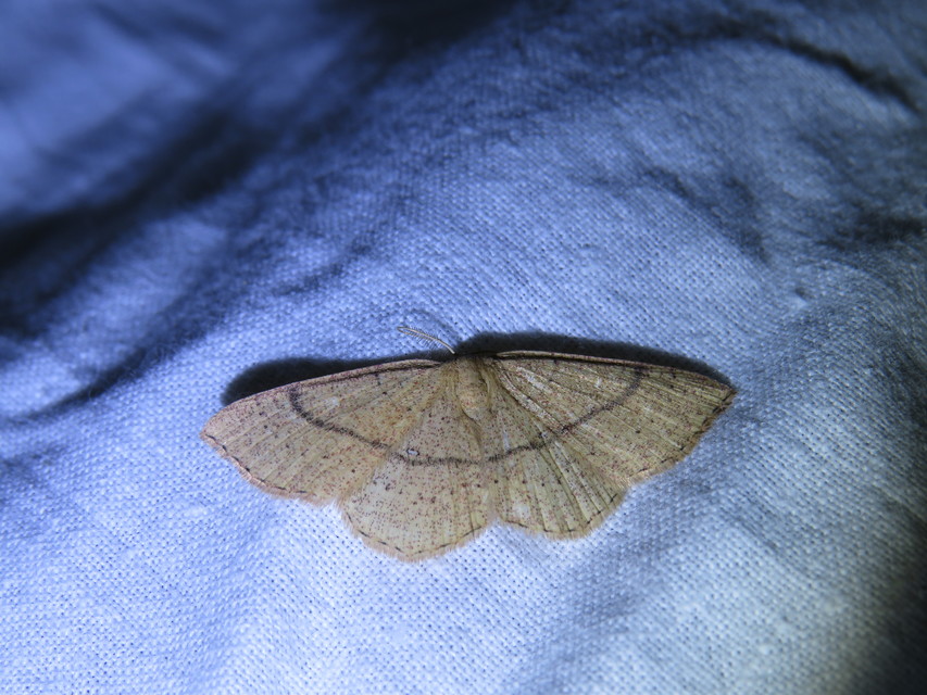 Cyclophora ruficiliaria - vörösrojtú pettyesaraszoló