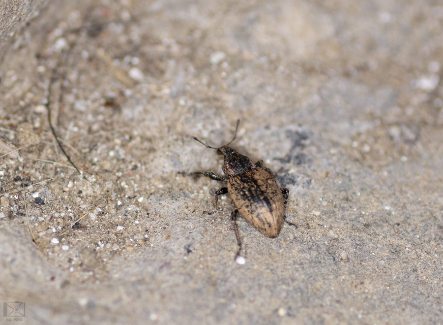 Graptus