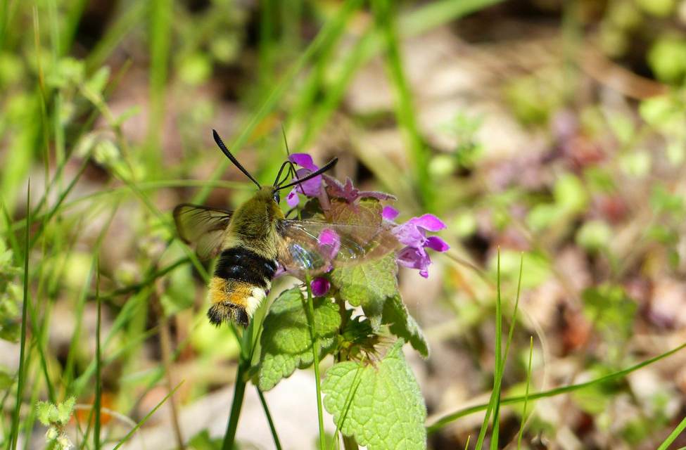 Hemaris tityus - pöszörszender Hemaris tityus - pöszörszender