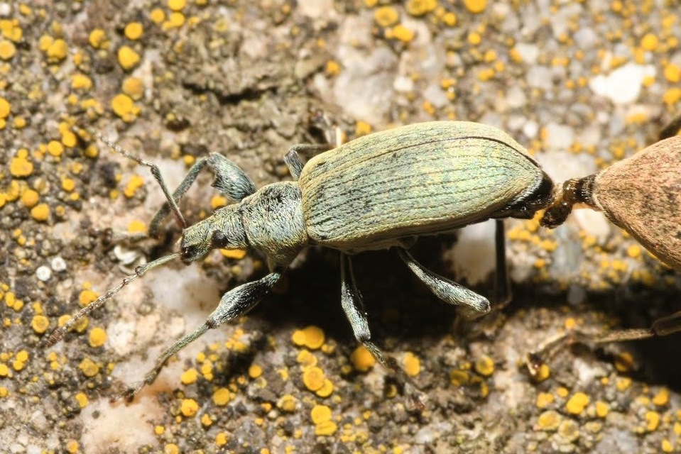 Phyllobius pomaceus - csalán-levélormányos