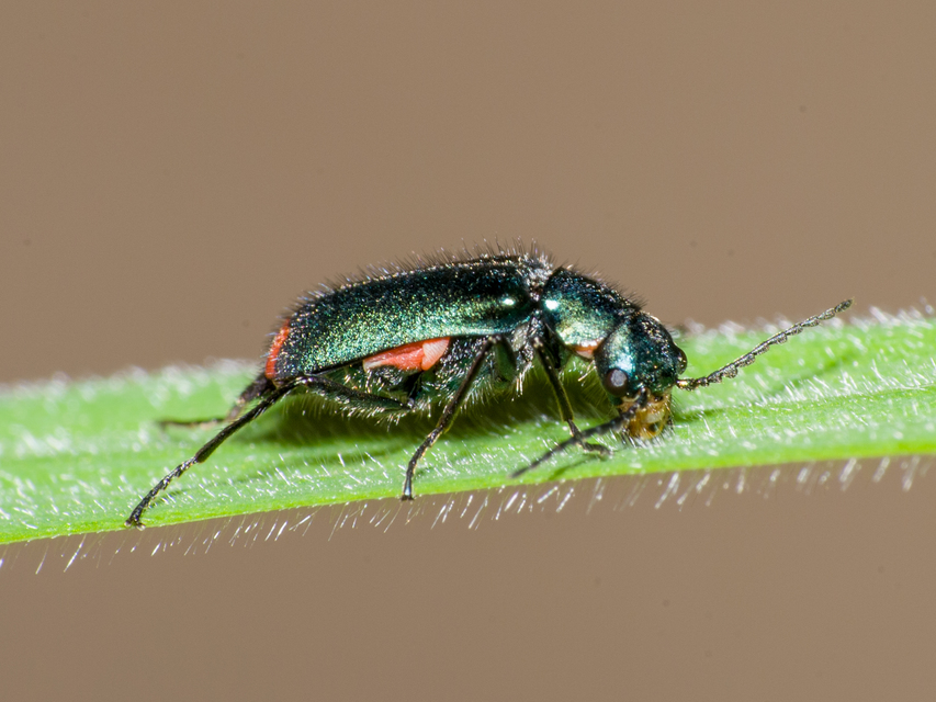 Malachius bipustulatus - kétfoltos bibircsesbogár