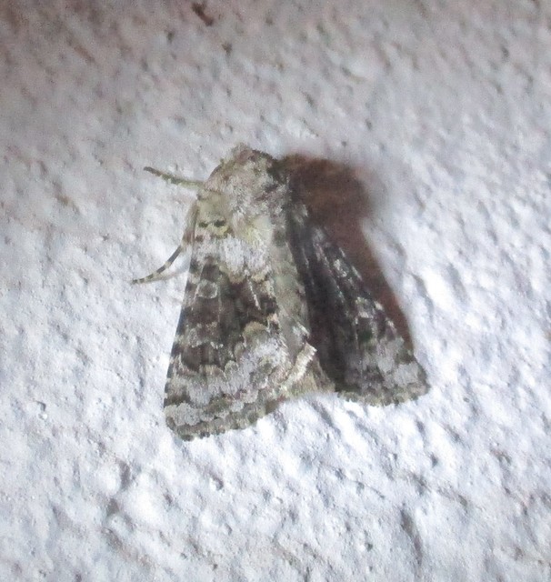 Hecatera bicolorata - világos kertibagoly