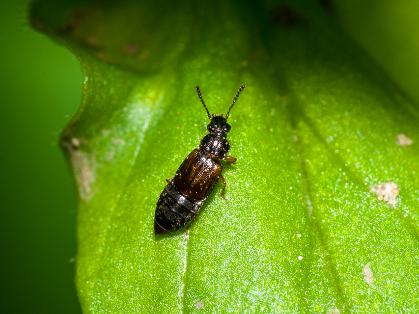 Omalium rivulare - gödörkés barázdásholyva