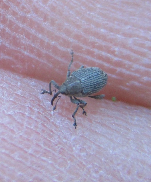 Ceutorhynchus obstrictus - repcebecő-ceutormányos