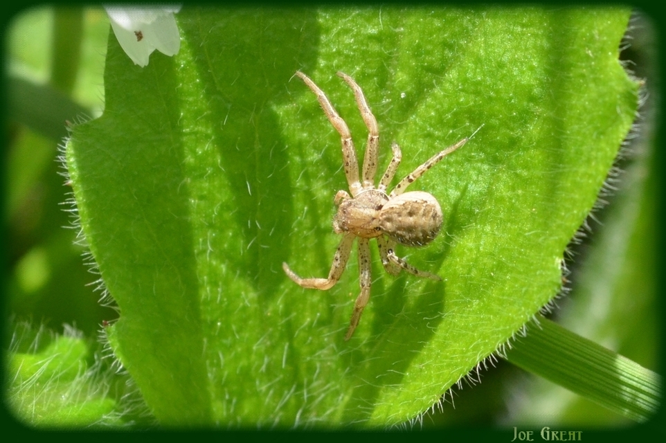 Xysticus