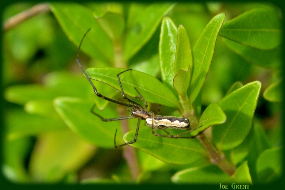 Tetragnatha