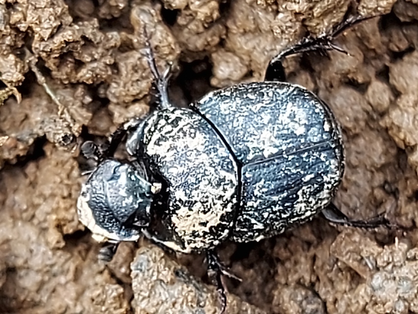 Onthophagus verticicornis - fekete trágyatúró