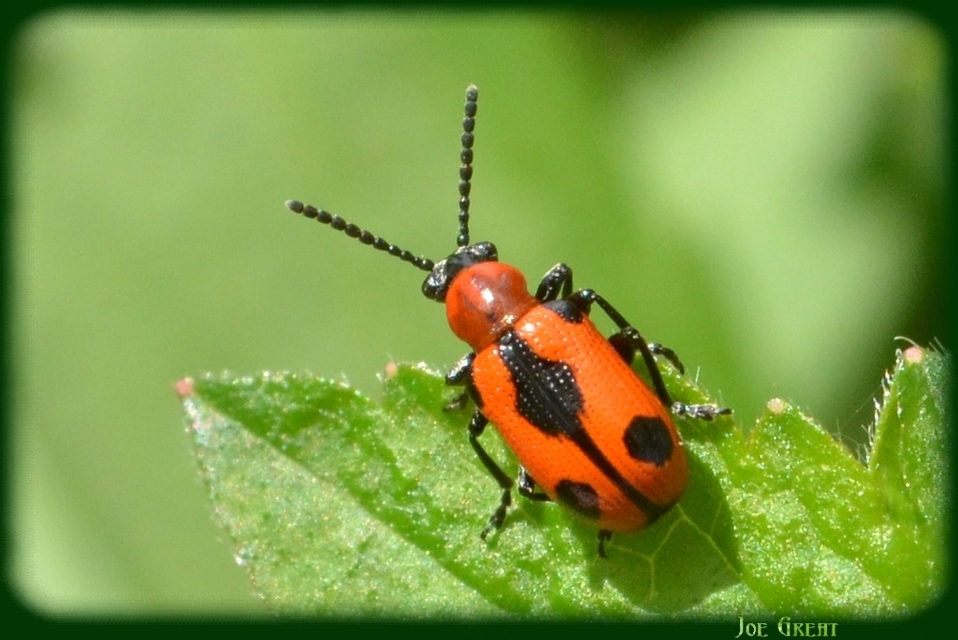 Crioceris quinquepunctata - ötpontos spárgabogár