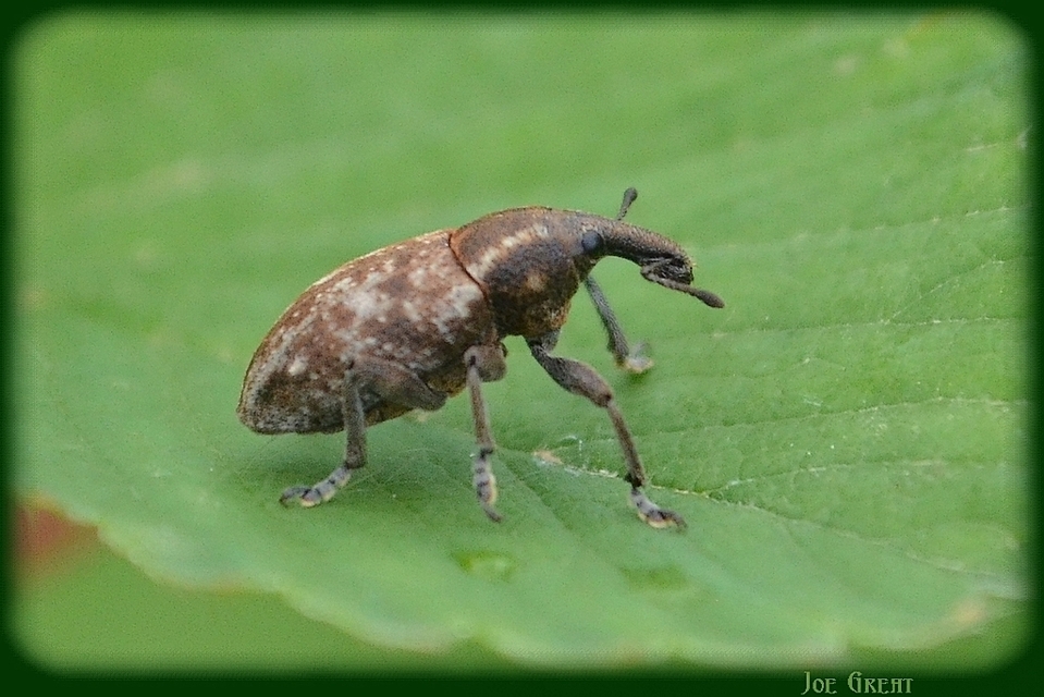 Lepyrus capucinus - pettyes fűzormányos