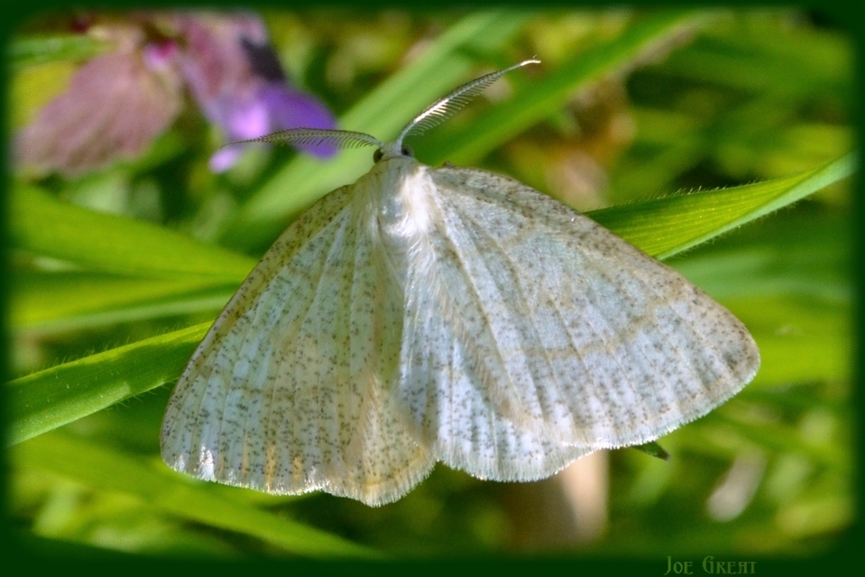 Cabera exanthemata - pettyes égeraraszoló