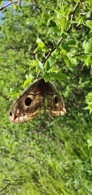 Saturnia pavoniella/pavonia