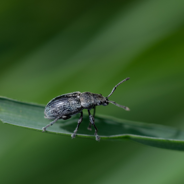 Phyllobius pyri - gyümölcsfa-levélormányos