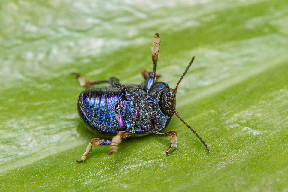 Chrysolina sturmi - vöröslábú levelész
