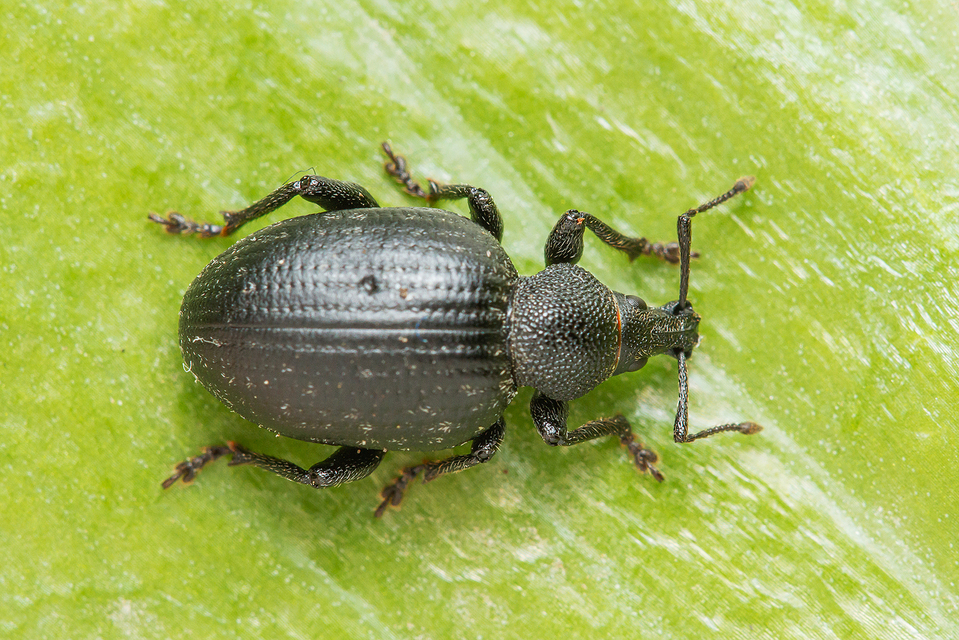 Otiorhynchus catenulatus - gyászos gyalogormányos