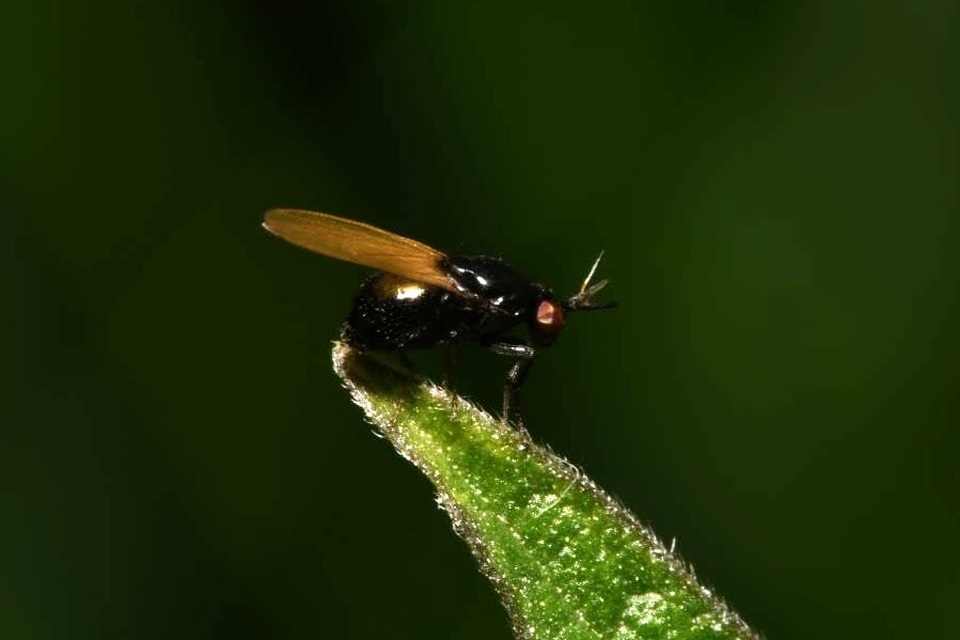 Lauxania minor