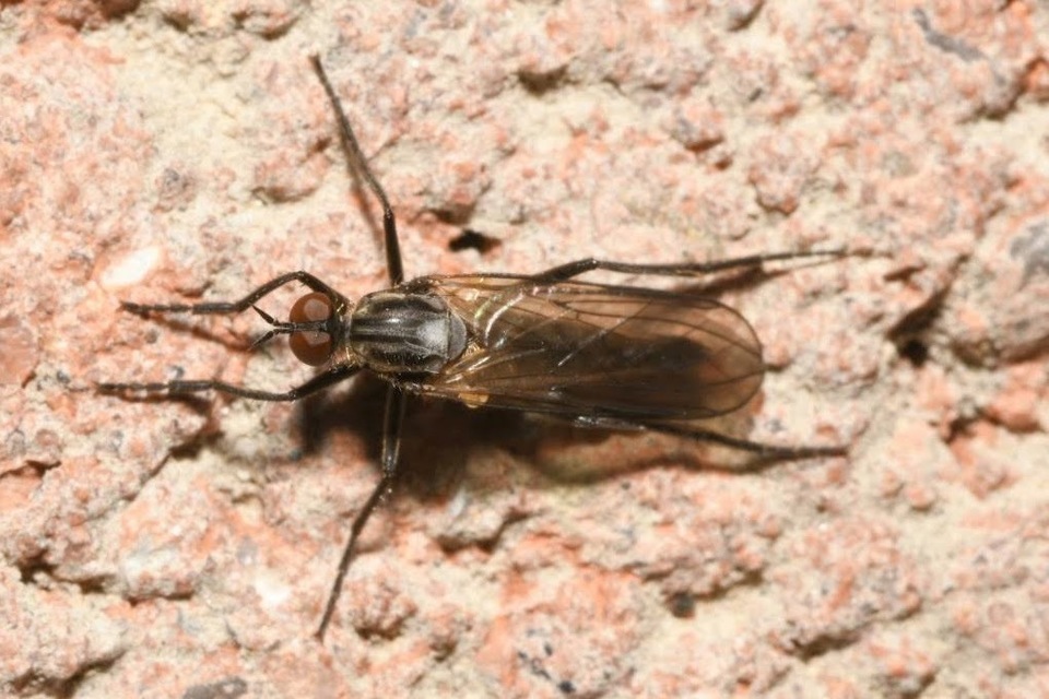 Rhamphomyia