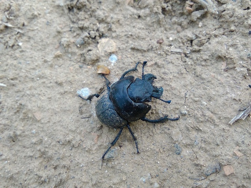 Lethrus apterus - nagyfejű csajkó