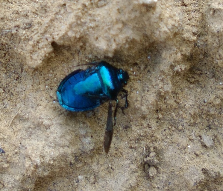 Zicrona caerulea - acélkék poloska Zicrona caerulea - acélkék poloska